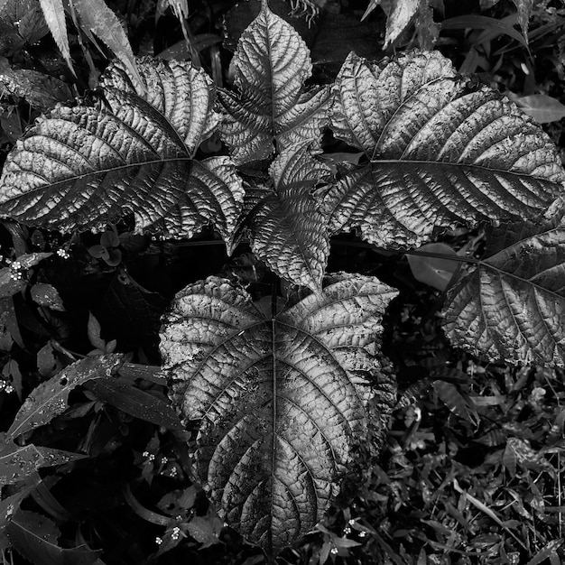 Plante sauvage de la forêt blanche noire