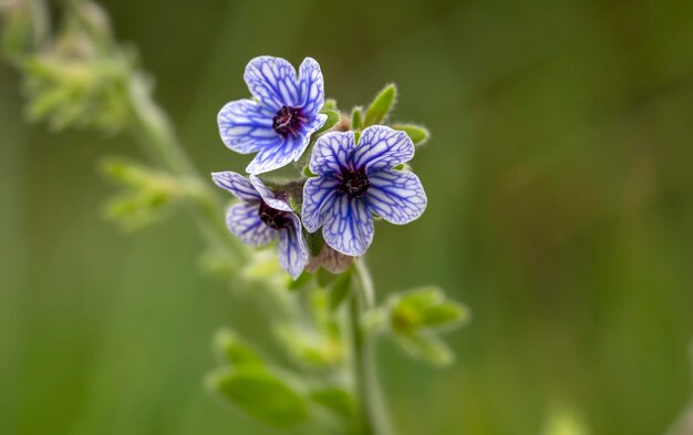 plante sauvage; nom scientifique; Cynoglossum creticum