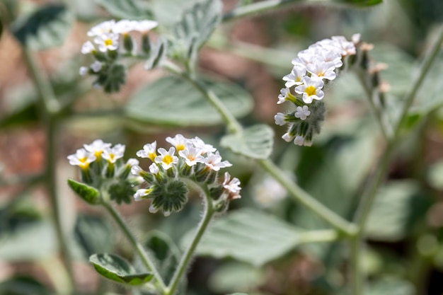 Plante sauvage, nom scientifique ; Heliotropium europaeum