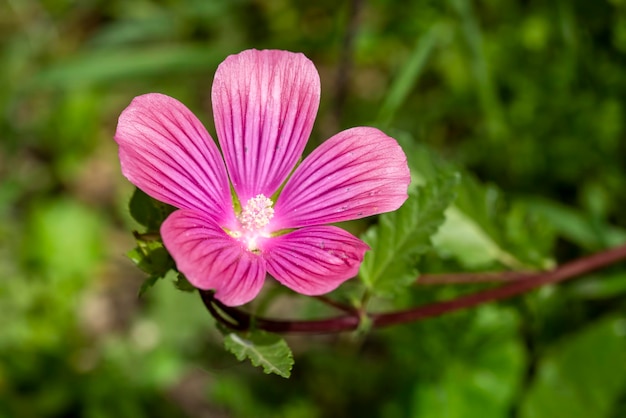 Plante sauvage ; nom scientifique; malope malacoides ou malva trimestris