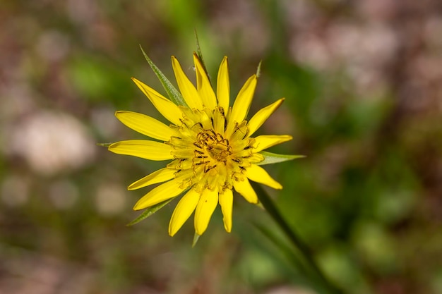 Plante sauvage ; nom scientifique; Tragopogon dubius