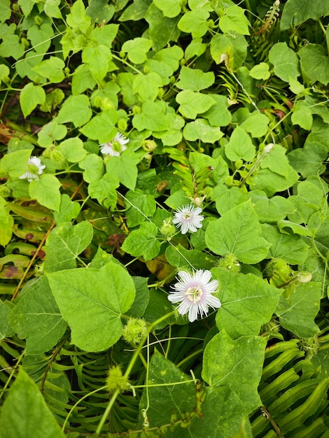 Photo plante sauvage de passiflora foetida dans la prairie brousseuse