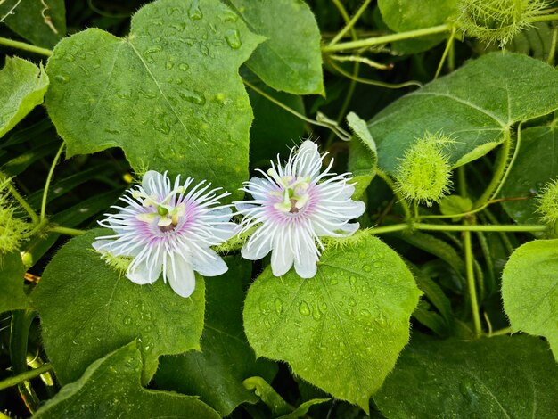 plante sauvage de Passiflora foetida dans la prairie brousseuse