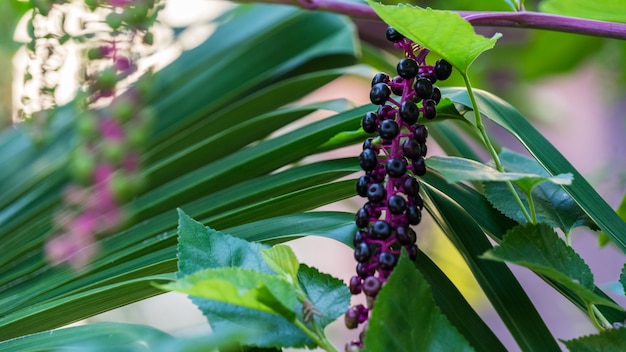 Plante sauvage Phytolacca americana à Sotchi, Russie