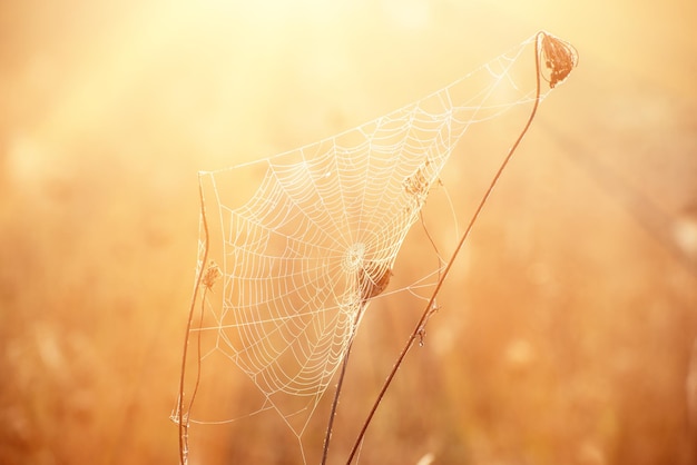 Plante sèche d'automne