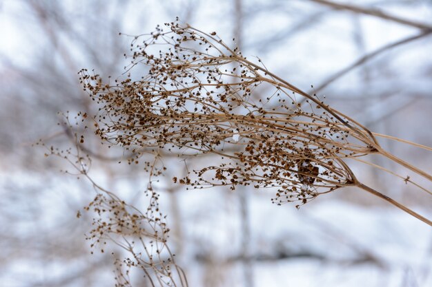 Plante sèche en hiver se bouchent. Paysage d'hiver.