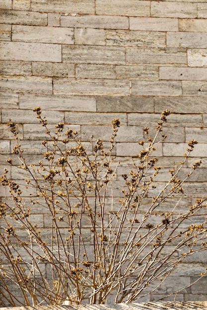 Photo plante sèche trouvée avec un fond de mur