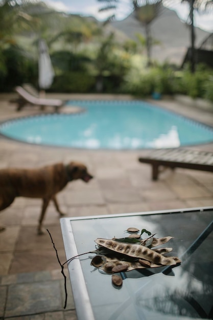 Une plante séchée sur la table près de la piscine.