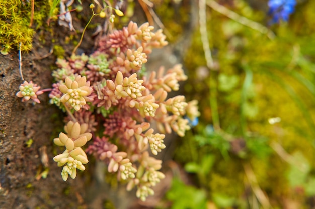 La plante Sedum poussant dans les montagnes s'enroule autour de la pierre.