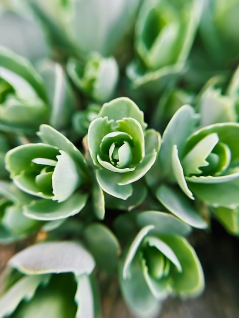 une plante de sedum pousse dans un jardin de fleurs en gros plan