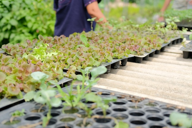 Plante de semis de germes de légumes poussant en pépinière à effet de serre