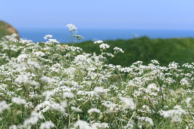 Photo plante seseli libanotis sur les falaises de craie sur la côte de l'océan atlantique