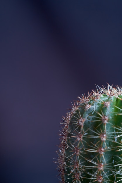 Plante succulente artificielle en pot en céramique sur le comptoir à côté du mur gris