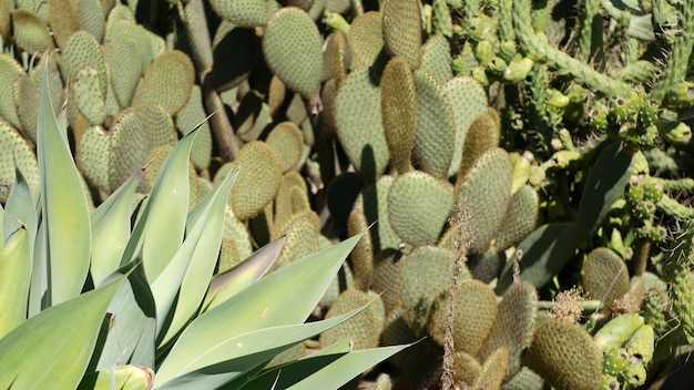 Plante succulente de cactus, Californie USA. Flore du désert, fleur naturelle de climat aride, arrière-plan botanique en gros plan. Plante d'intérieur inhabituelle ornementale verte. Le jardinage en Amérique, pousse avec l'aloès et l'agave