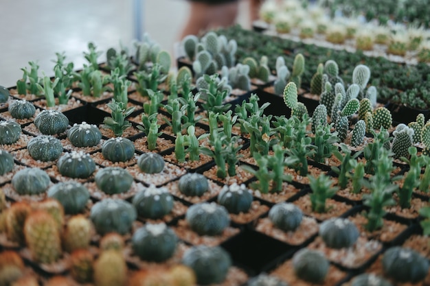 Plante succulente de cactus en pot décorant sur le bureau