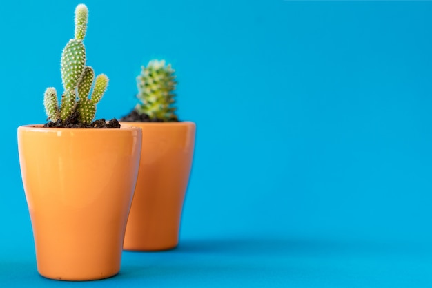 Plante succulente dans un pot en argile sur fond bleu