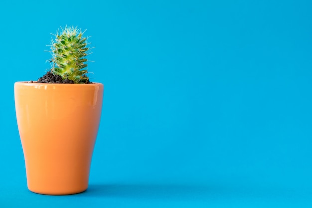 Plante succulente dans un pot en argile sur un mur bleu