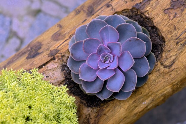 Plante succulente dans un vase en bois