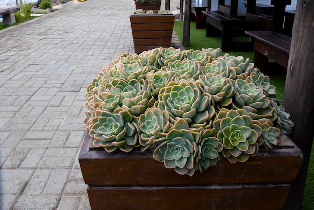 Plante succulente d'echeveria dans un vase en bois dans la rue comme décoration sur le trottoir