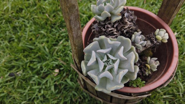 Une plante succulente encadrée par la commodité d'une pelouse