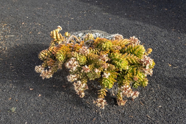 Plante succulente endémique de Lanzarote Iles Canaries Espagne