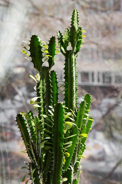 Plante succulente euphorbe triangulaire en pot de fleurs sur le rebord de la fenêtre à l'intérieur