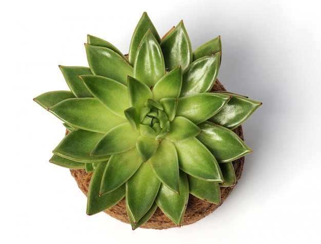 Plante succulente sur fond blanc