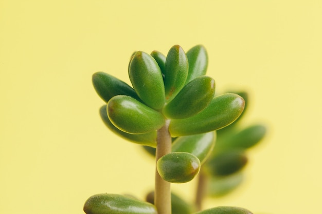 Plante succulente sur fond jaune.