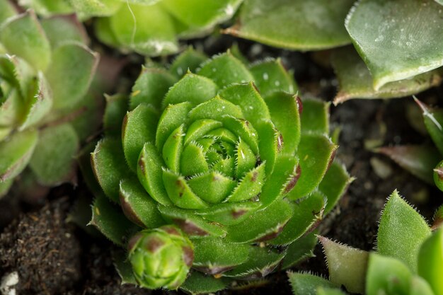 Plante succulente fond naturel