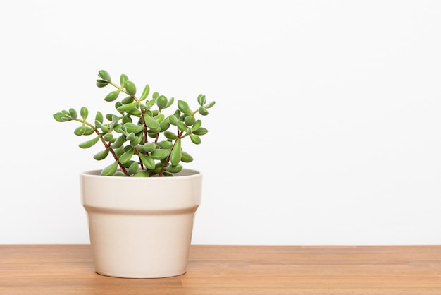 Photo plante succulente fraîche sur le bureau en bois. décoration d'intérieur avec espace de copie.