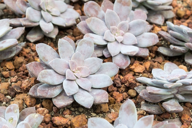 plante succulente sur le gravier