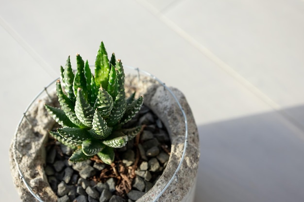 Plante succulente en gros plan sur fond de plancher en bois en journée ensoleillée