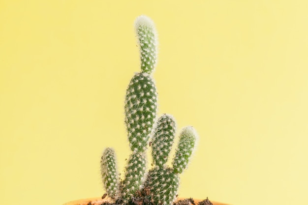 Plante succulente sur un jaune.