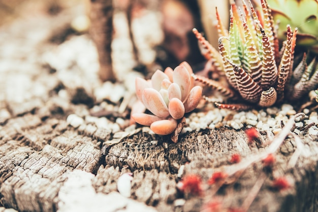 Plante succulente à la lumière du soleil naturelle sur fond flou