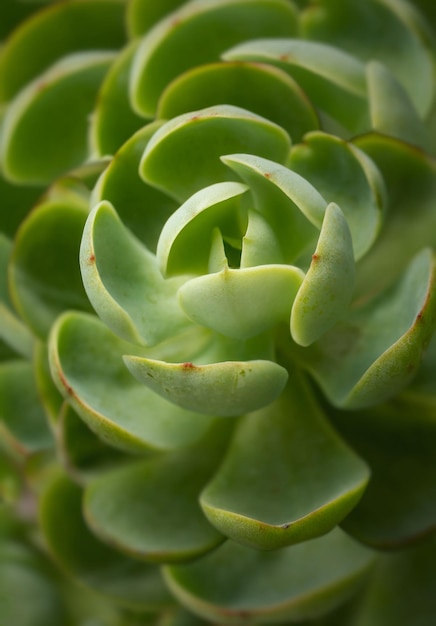 Plante succulente.Macro photographie avec des tons pastel doux.