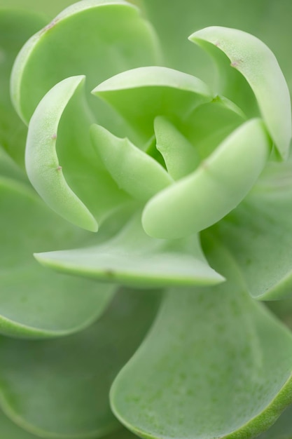 Plante succulente.Macro photographie avec des tons pastel doux.