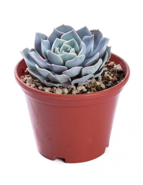 Plante succulente en pot sur blanc