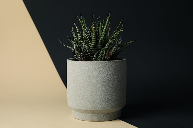 Plante succulente en pot sur fond bicolore, espace pour le texte