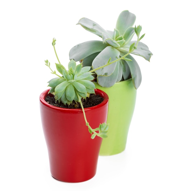 Plante succulente en pot sur fond blanc