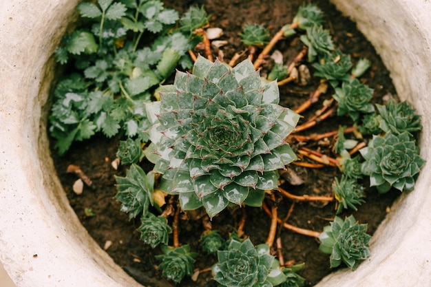 Plante succulente Sempervivum dans un pot de fleur