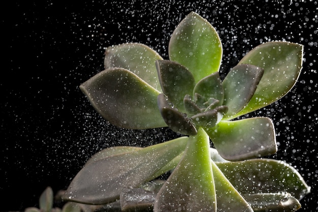 Plante succulente sous la pluie