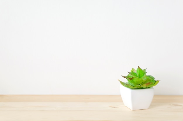 Plante succulente sur la table en bois sur fond de mur de ciment blanc