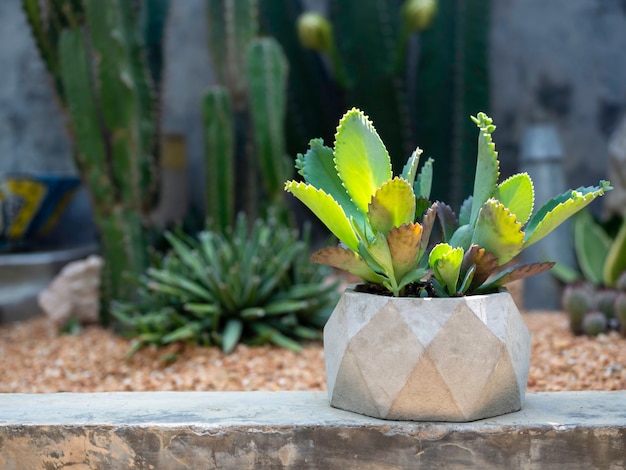 Plante succulente verte, hybride de Kalanchoe dans un pot en béton géométrique sur un jardin extérieur de cactus tropical.