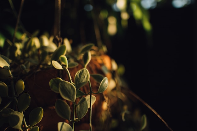 Plante suspendue au soleil du matin.