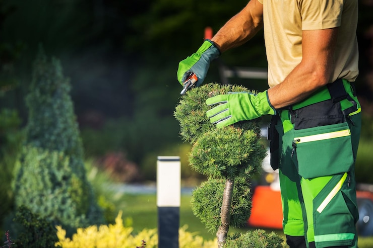 Photo plante de taille du jardinier avec des ciseaux de jardin