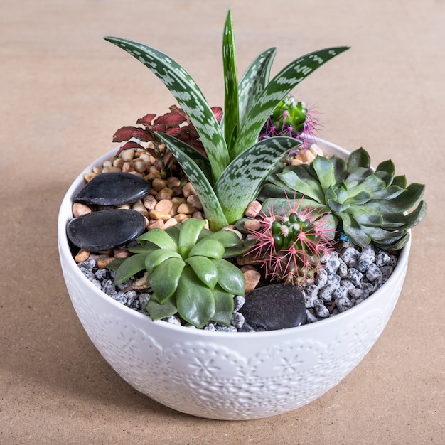 Plante de terrarium dans le pot en céramique