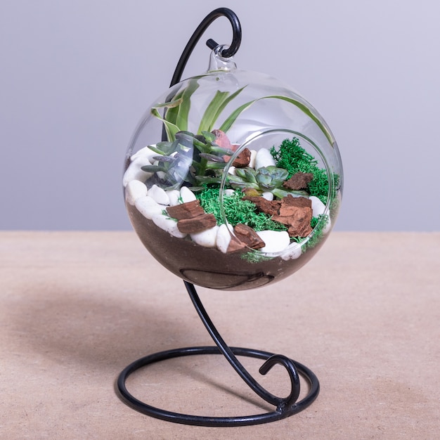 Photo plante de terrarium dans le pot en verre rond