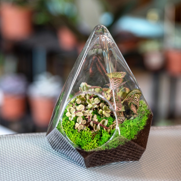 Photo plante de terrarium dans le pot en verre triangle