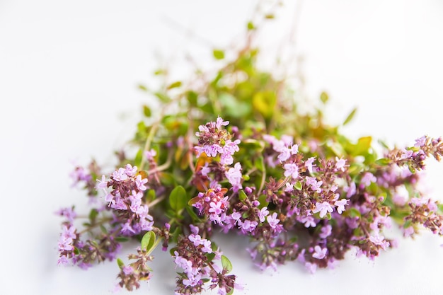 Plante de thym bouquet d'herbes médicales d'été sur fond blanc