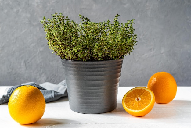 Plante de thym orange ou thymus citriodorus dans un vase gris avec des oranges sur fond gris